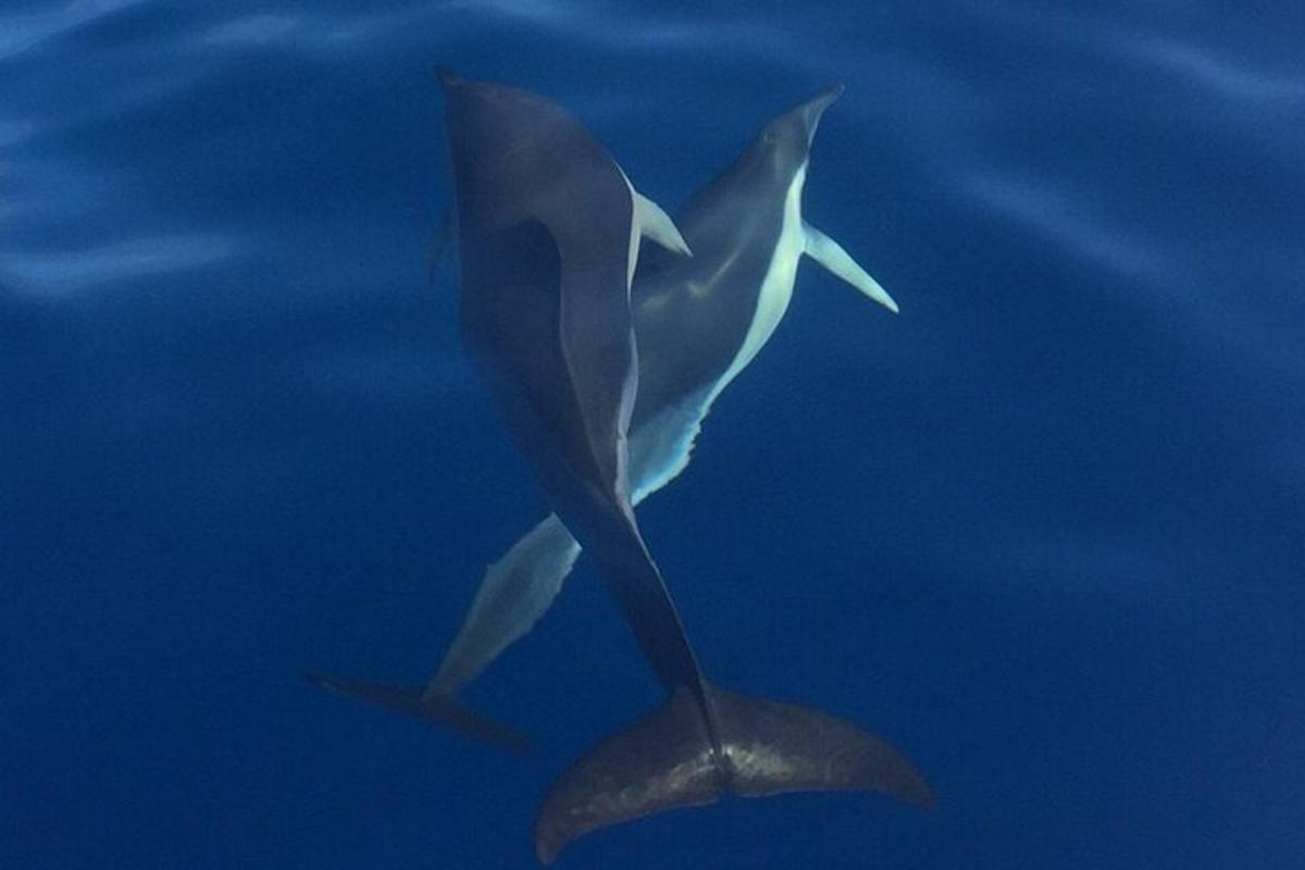 un tauró balena nedant a l'aigua