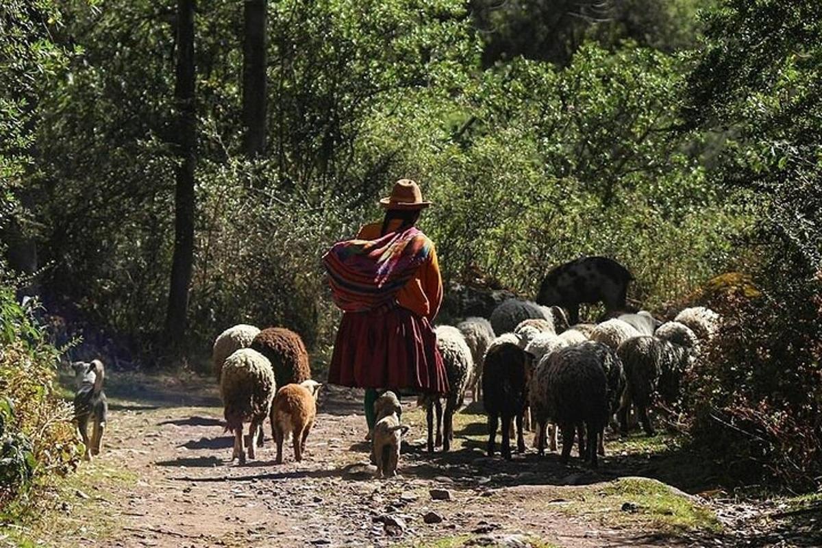 uma mulher caminhando por uma estrada de terra com um rebanho de ovelhas