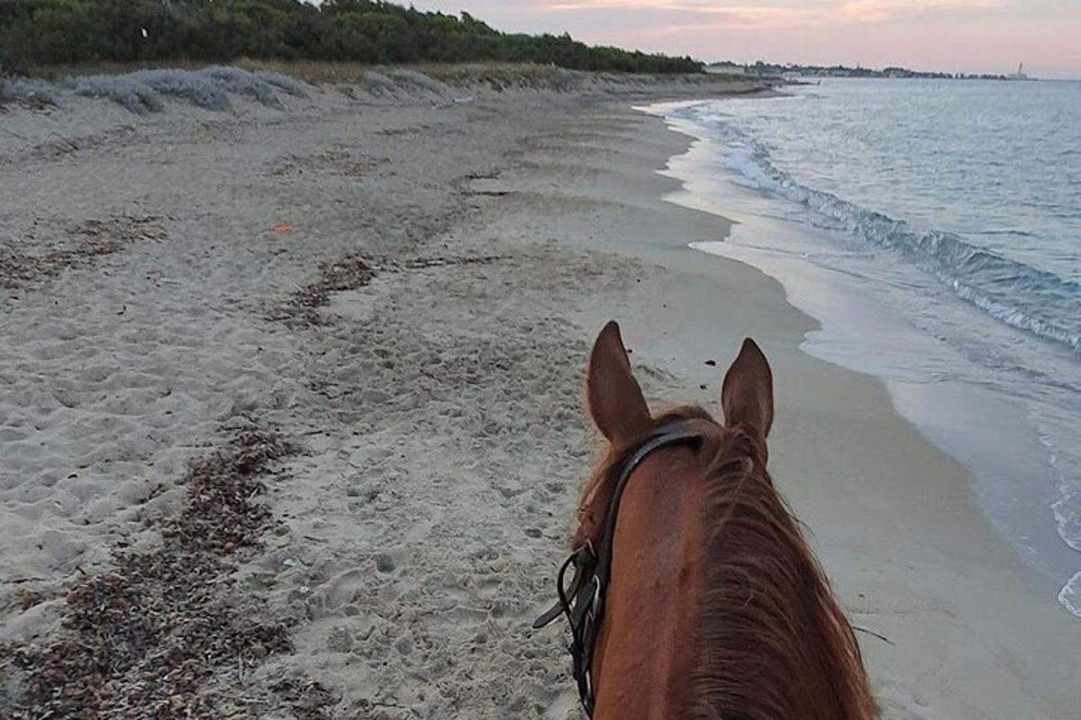 um cavalo parado em uma praia perto do oceano