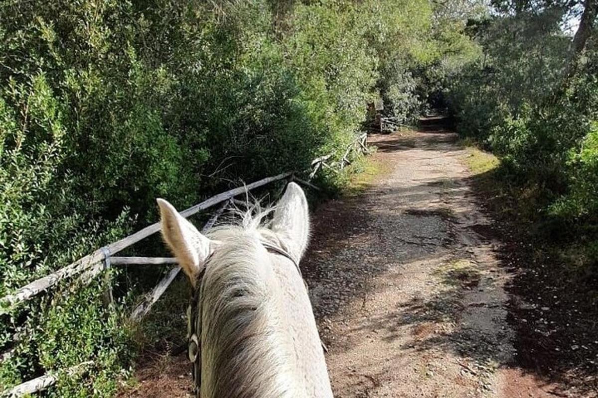 um cavalo olhando por cima de uma cerca em uma estrada de terra
