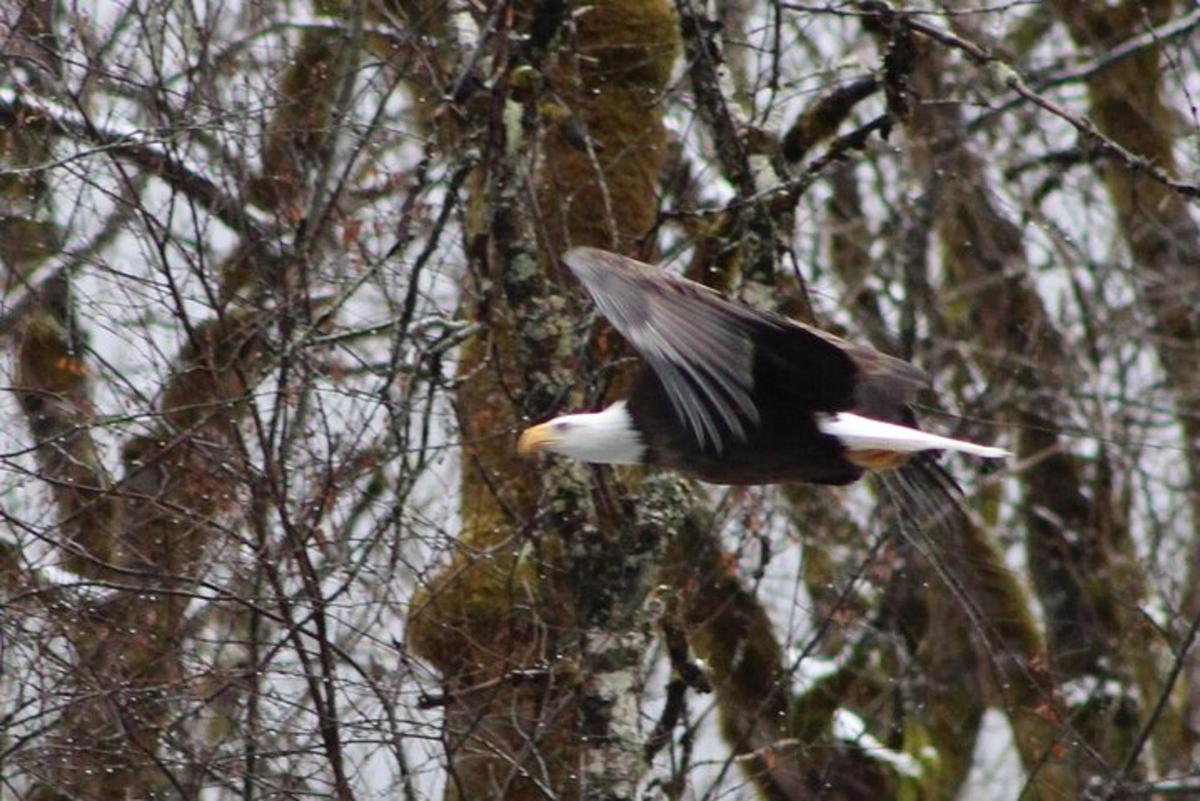 un uccello che vola in aria accanto a un albero