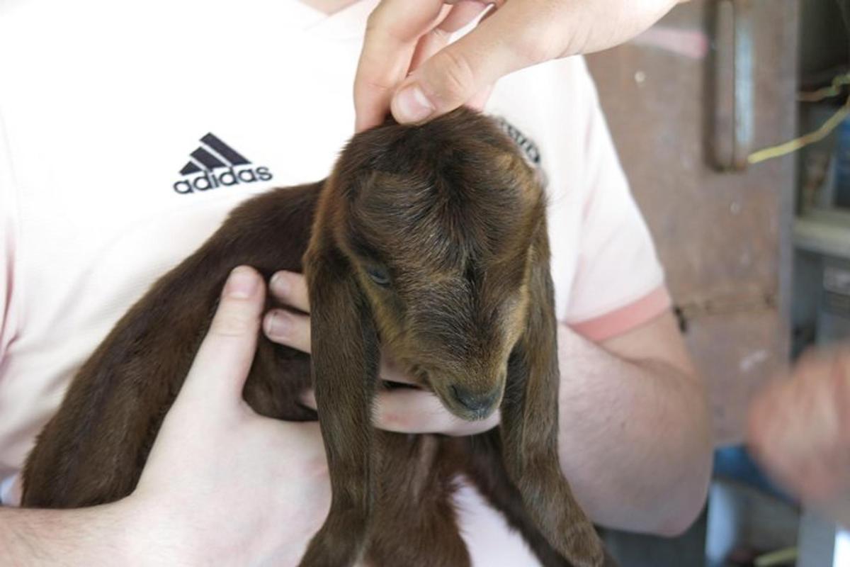 a man holding a baby goat in his hands