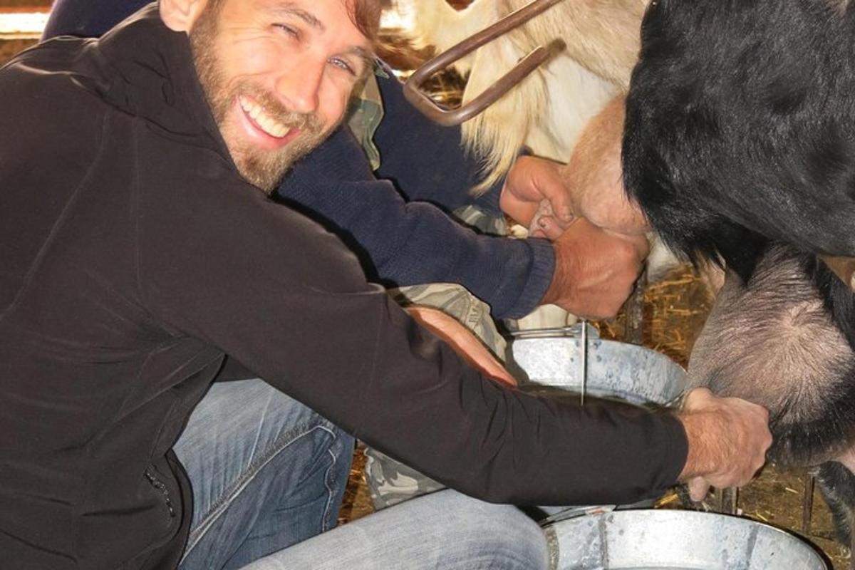 a man is milking a cow in a bucket
