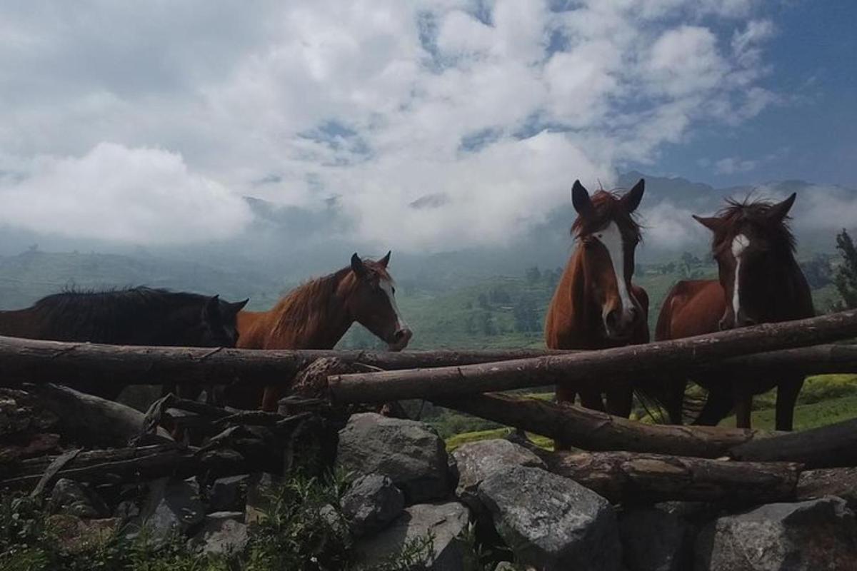 un gruppo di cavalli in piedi sulla cima di una montagna
