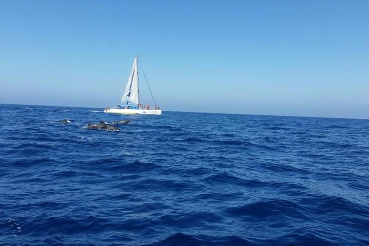 jadrnica sredi oceana s skupino delfinov