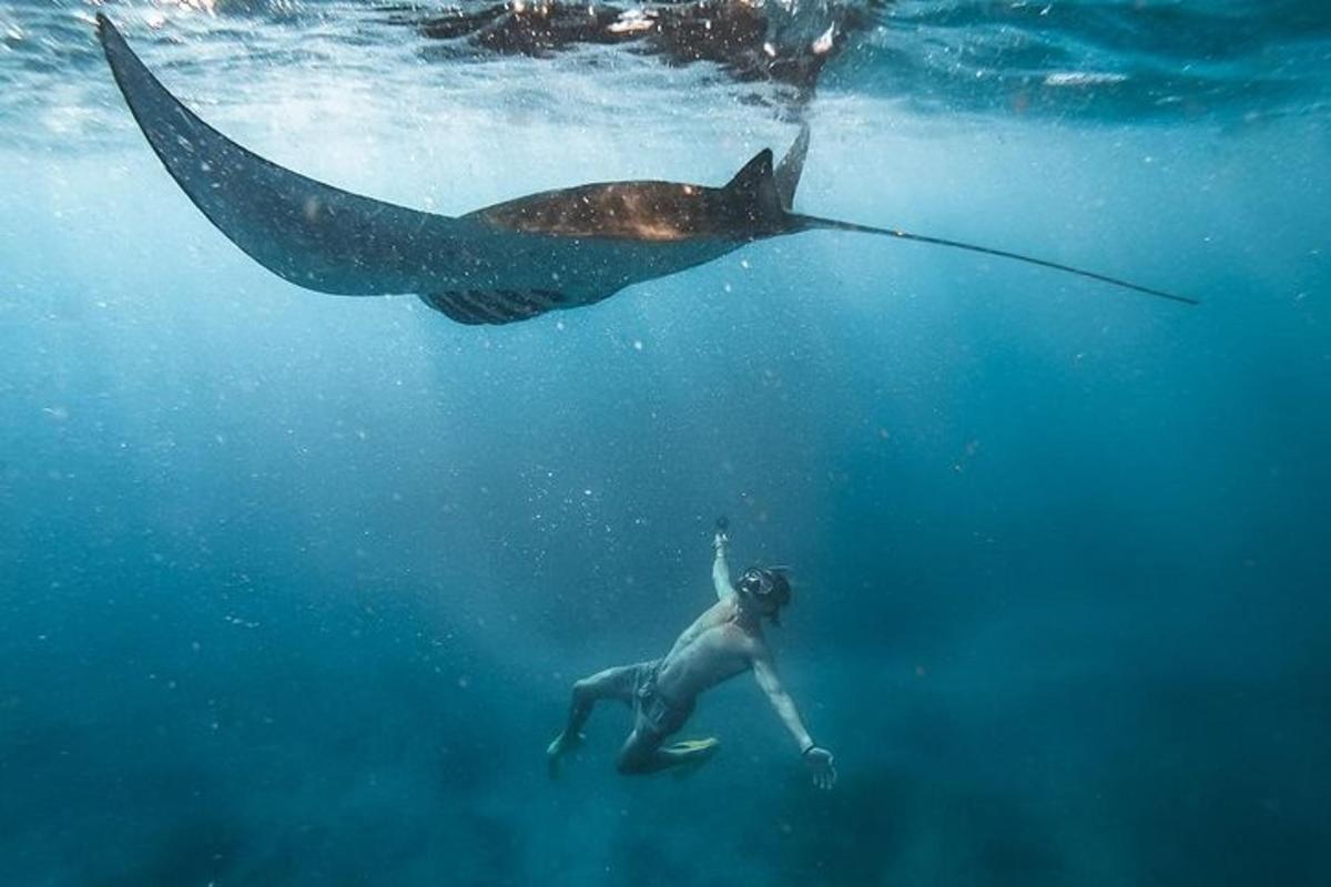 a person swimming in the water with a whale shark