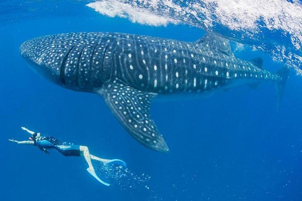 uno squalo balena che nuota accanto a un sub nell'oceano