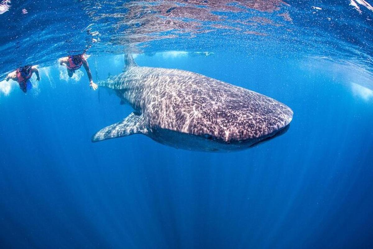 uno squalo balena nell'oceano con due persone sott'acqua