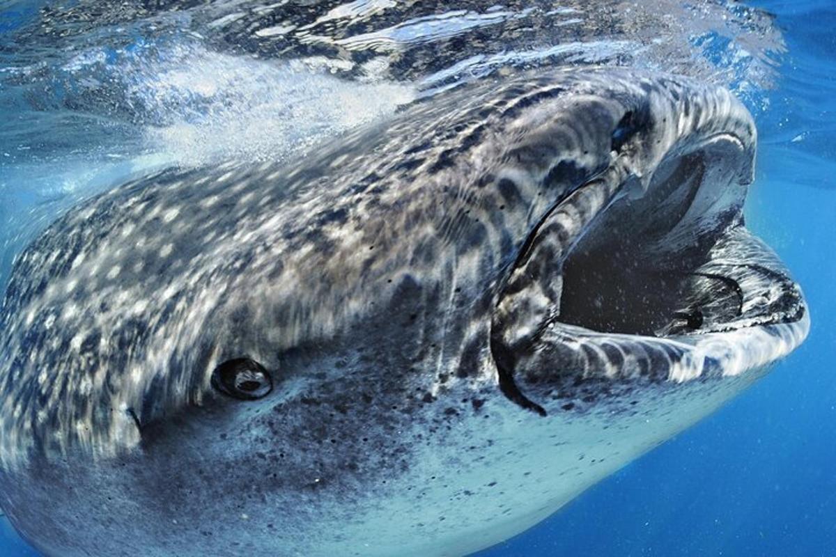 uno squalo balena che nuota nell'acqua
