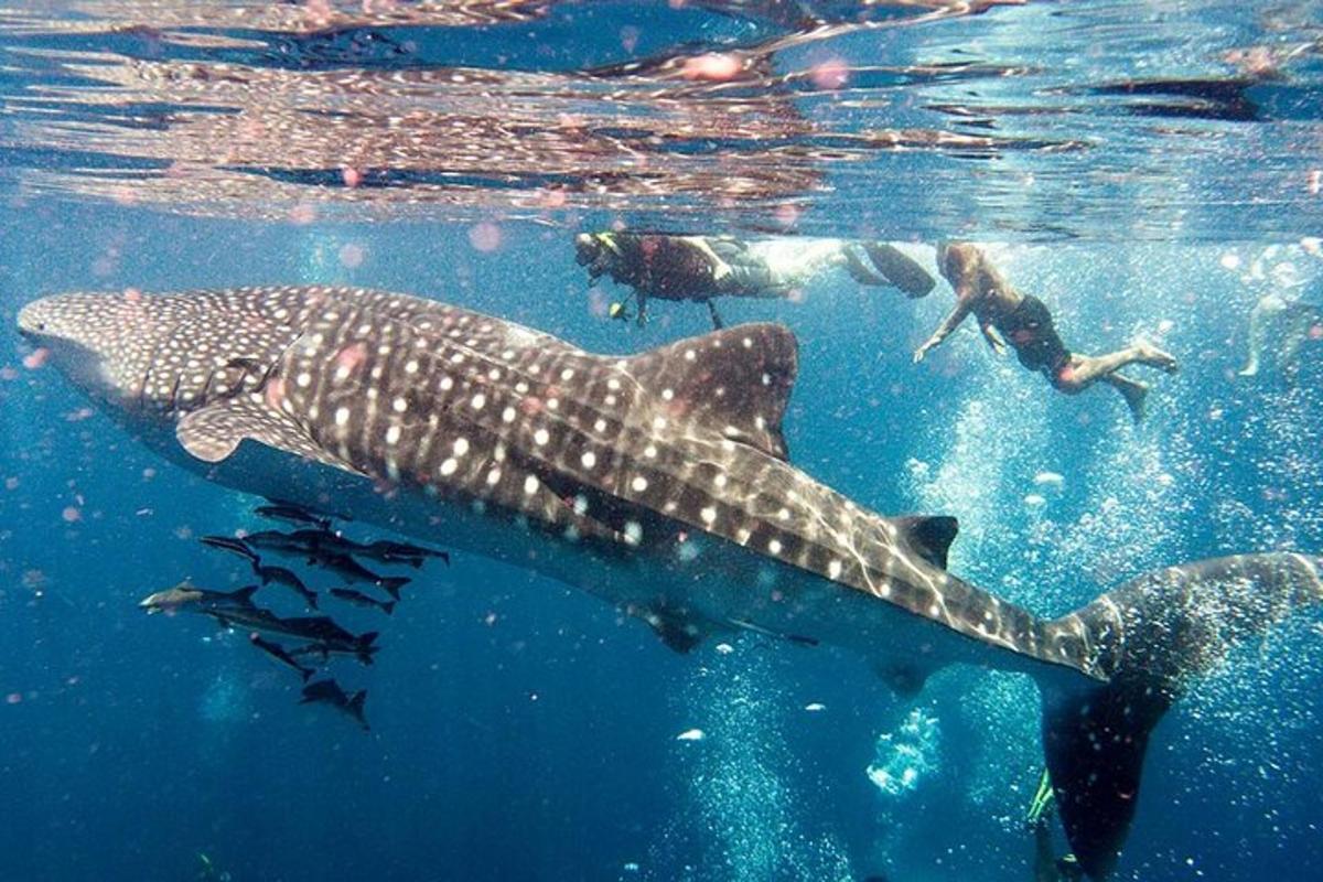 uno squalo balena e persone che nuotano nell'acqua