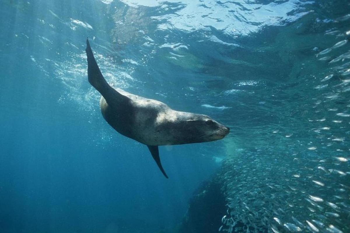 a sea animal swimming in the water