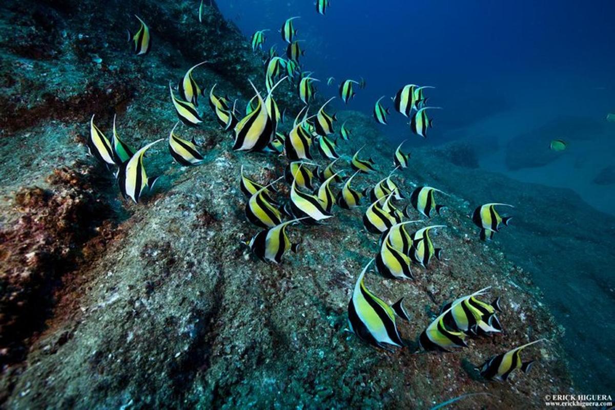 a group of fish on a rock in the ocean