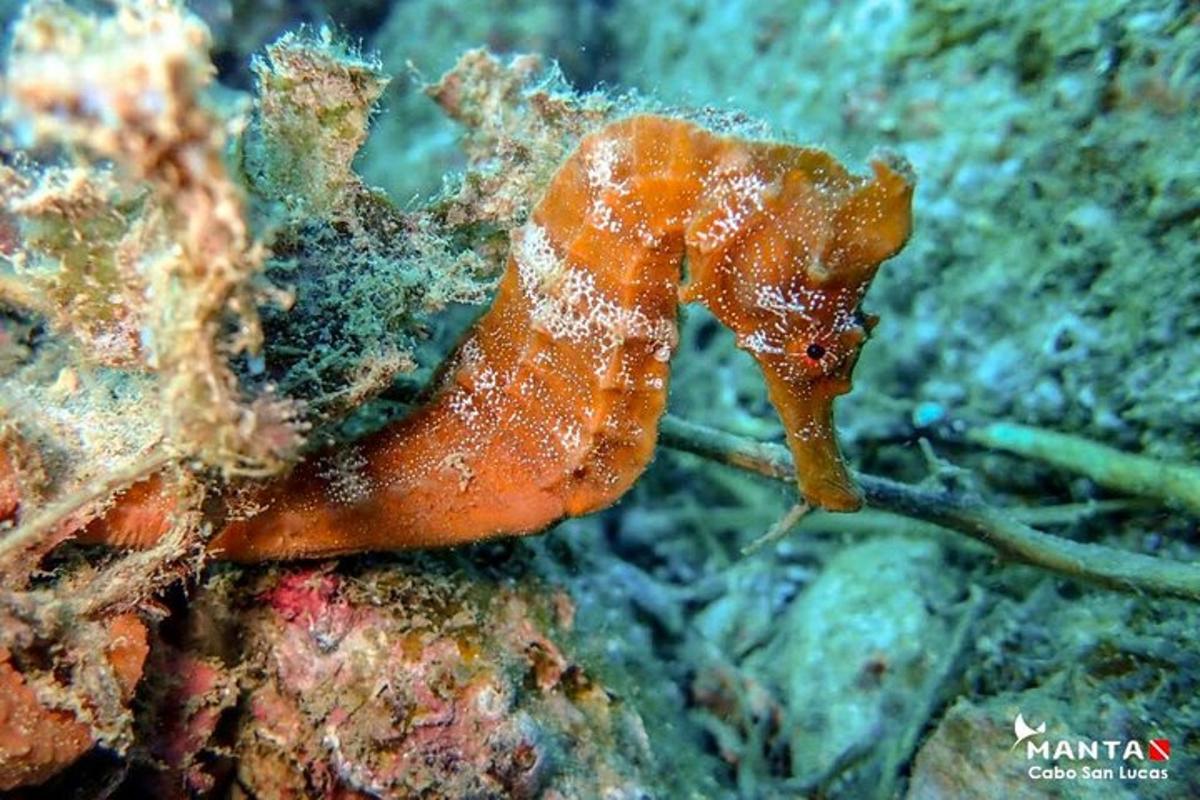 a orange seahorse is sitting on some rocks