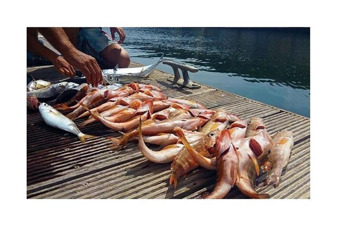 en haug med fisk på en brygge ved siden av vannet