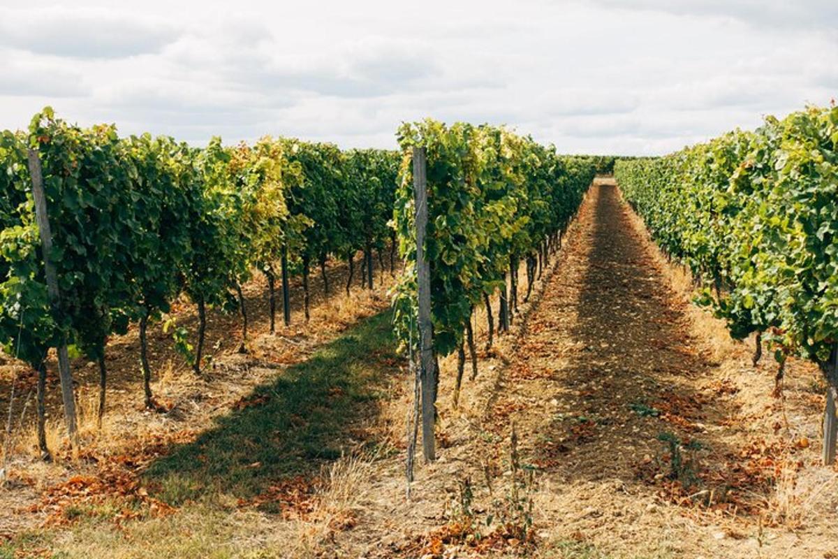 eine Reihe von Weinreben in einem Weinberg