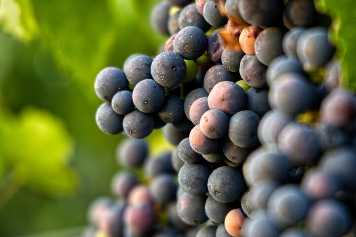 eine Reihe roter Weintrauben, die an einem Weinstock hängen