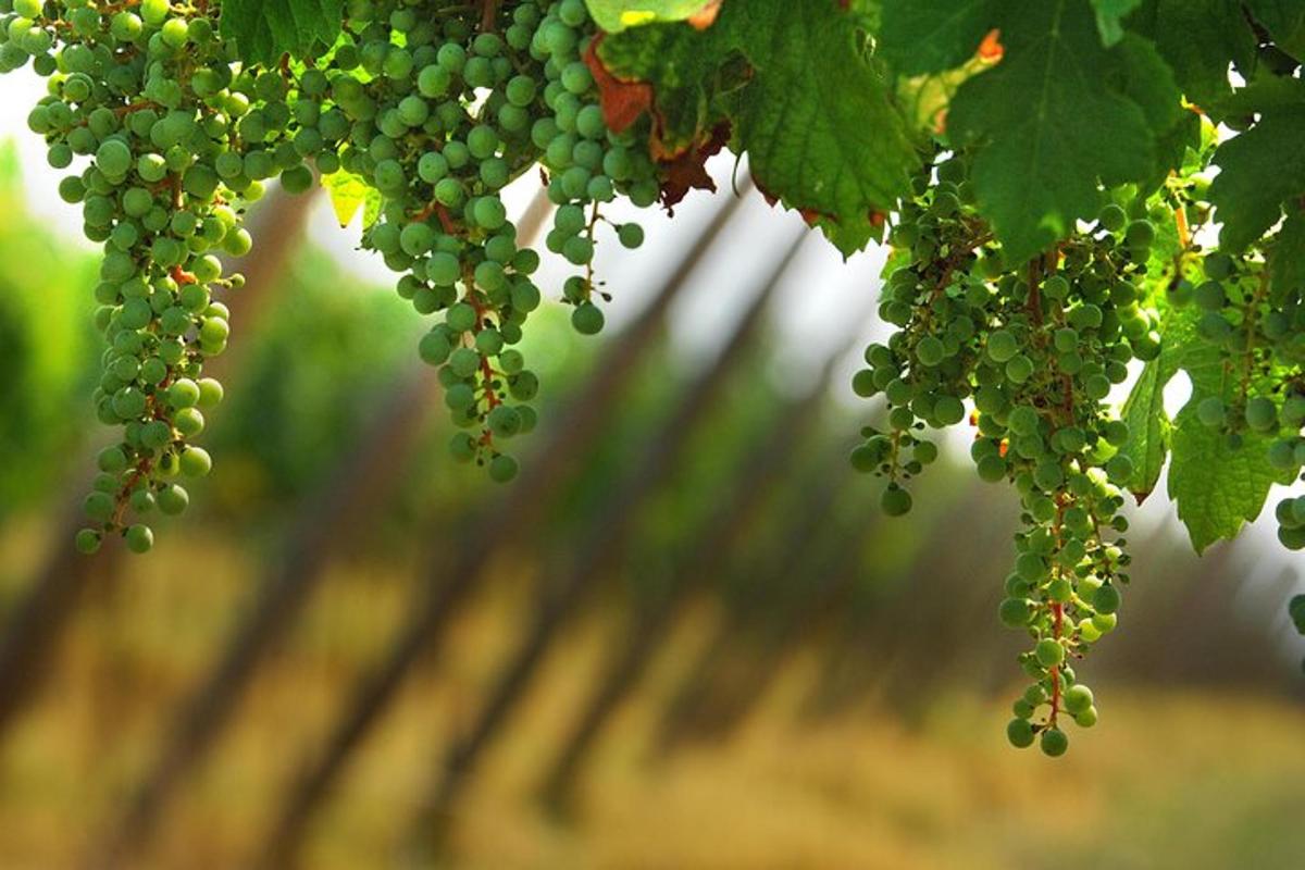 un grappolo d'uva verde appeso a un albero