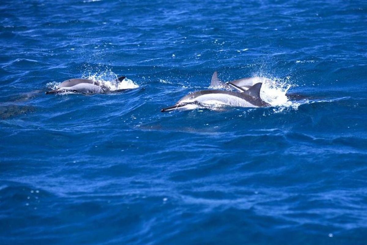 due delfini che nuotano nell'acqua blu