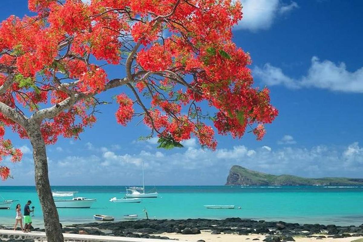 un albero sulla spiaggia con barche in acqua