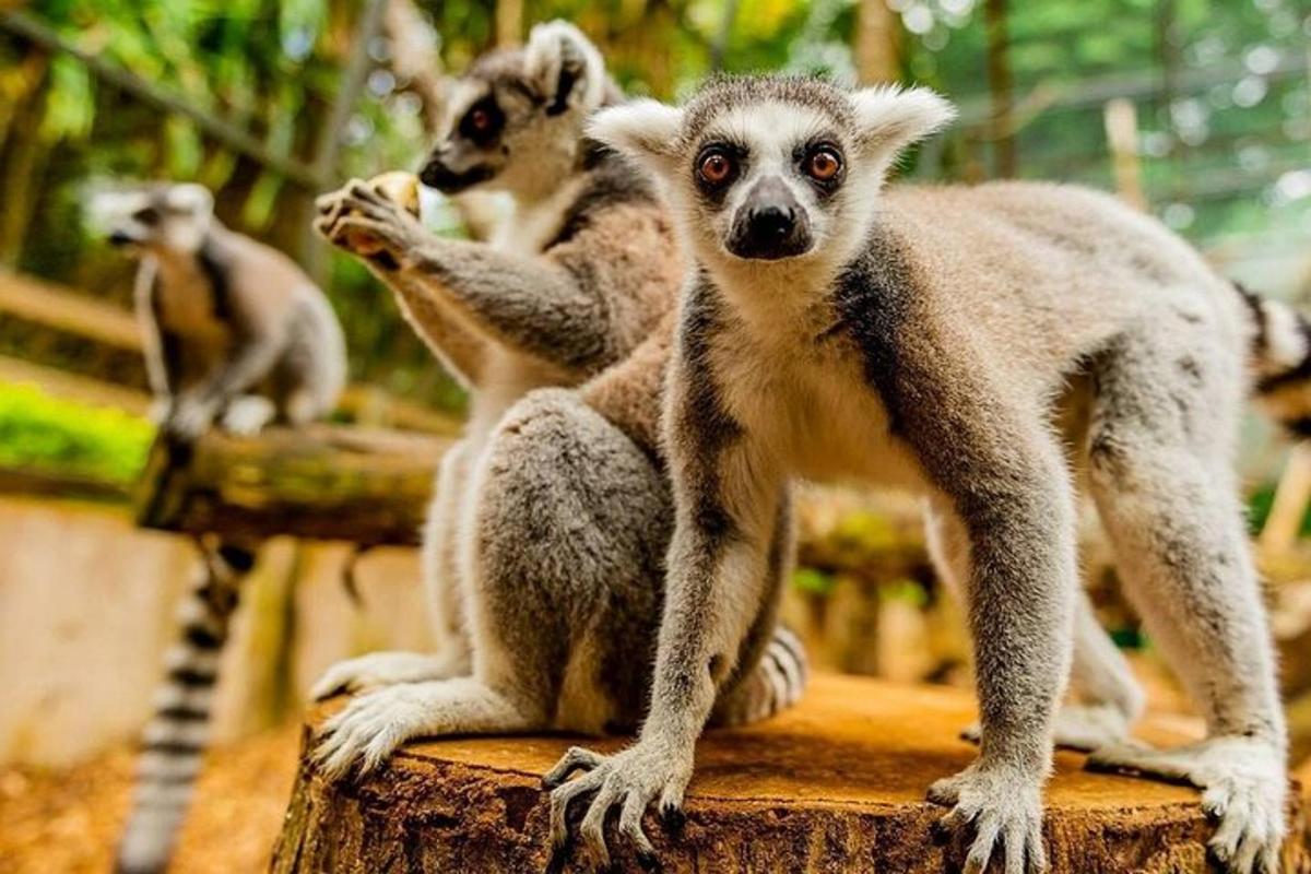 un grupo de monos sentados en un tocón