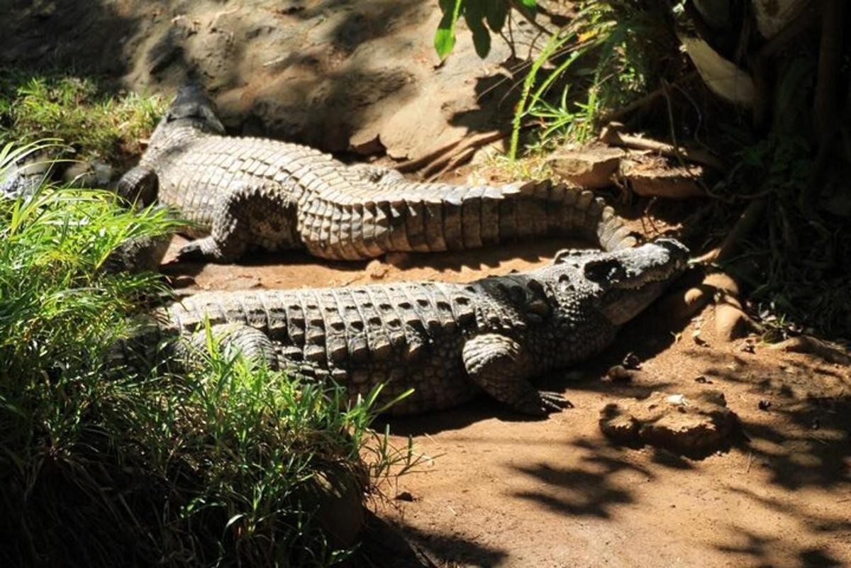 Dos cocodrilos tumbados en el suelo, sobre la hierba.