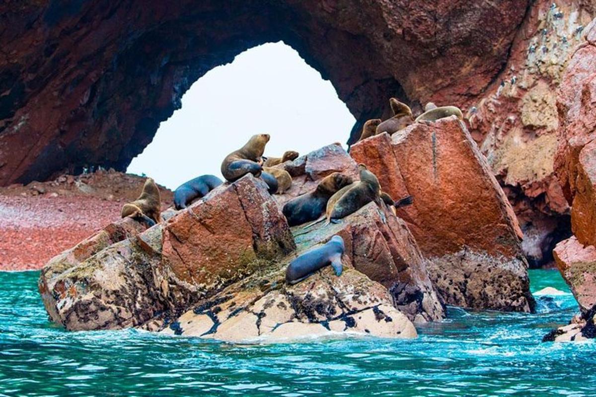un gruppo di foche sulle rocce nell'acqua