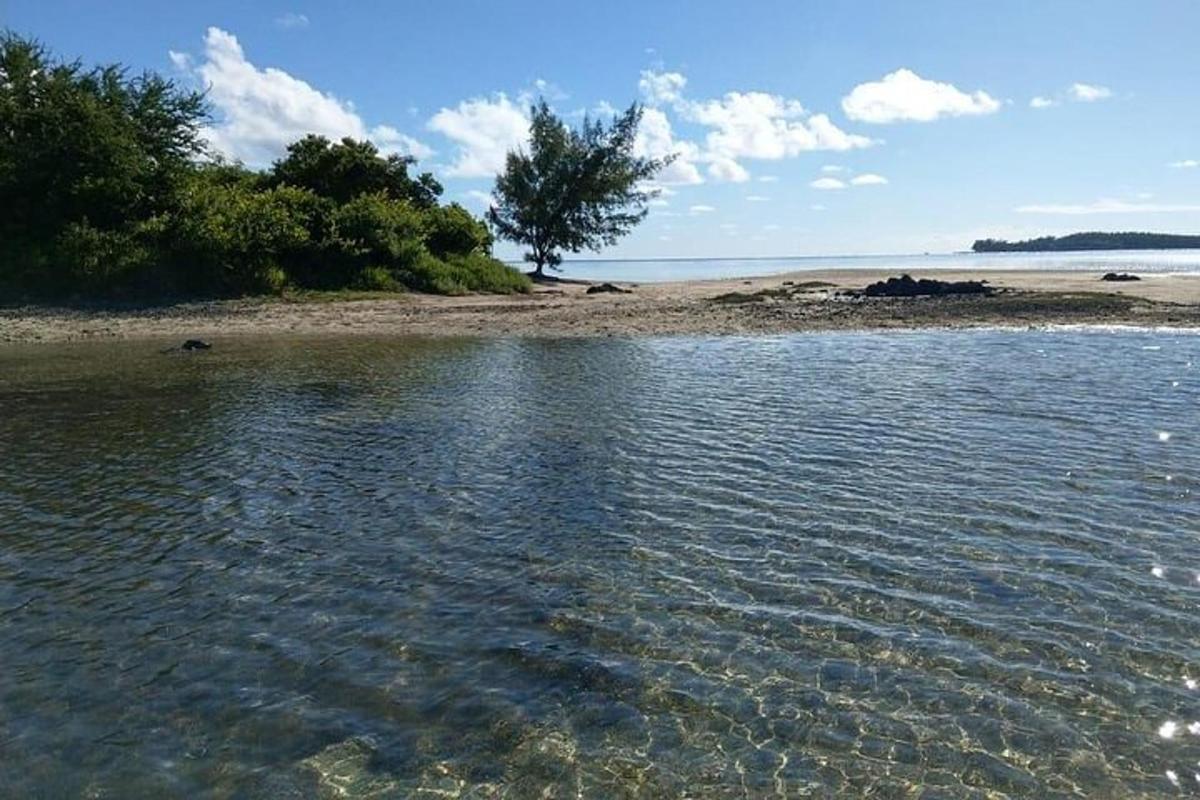 uno specchio d'acqua con un albero su una spiaggia