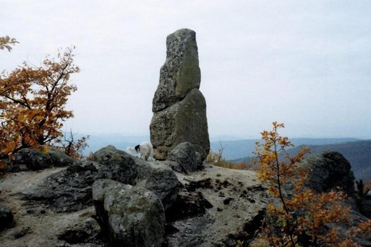 pes, ki sedi na vrhu skale na gori