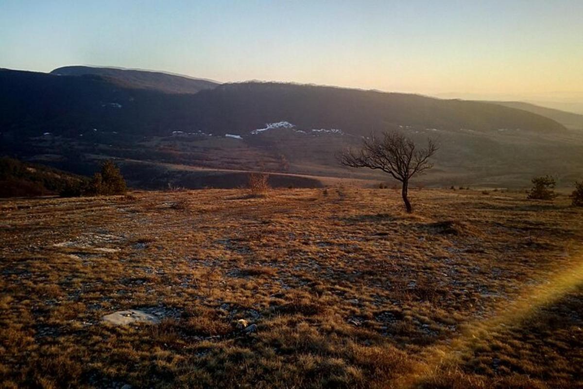 strom v poli s horami v pozadí