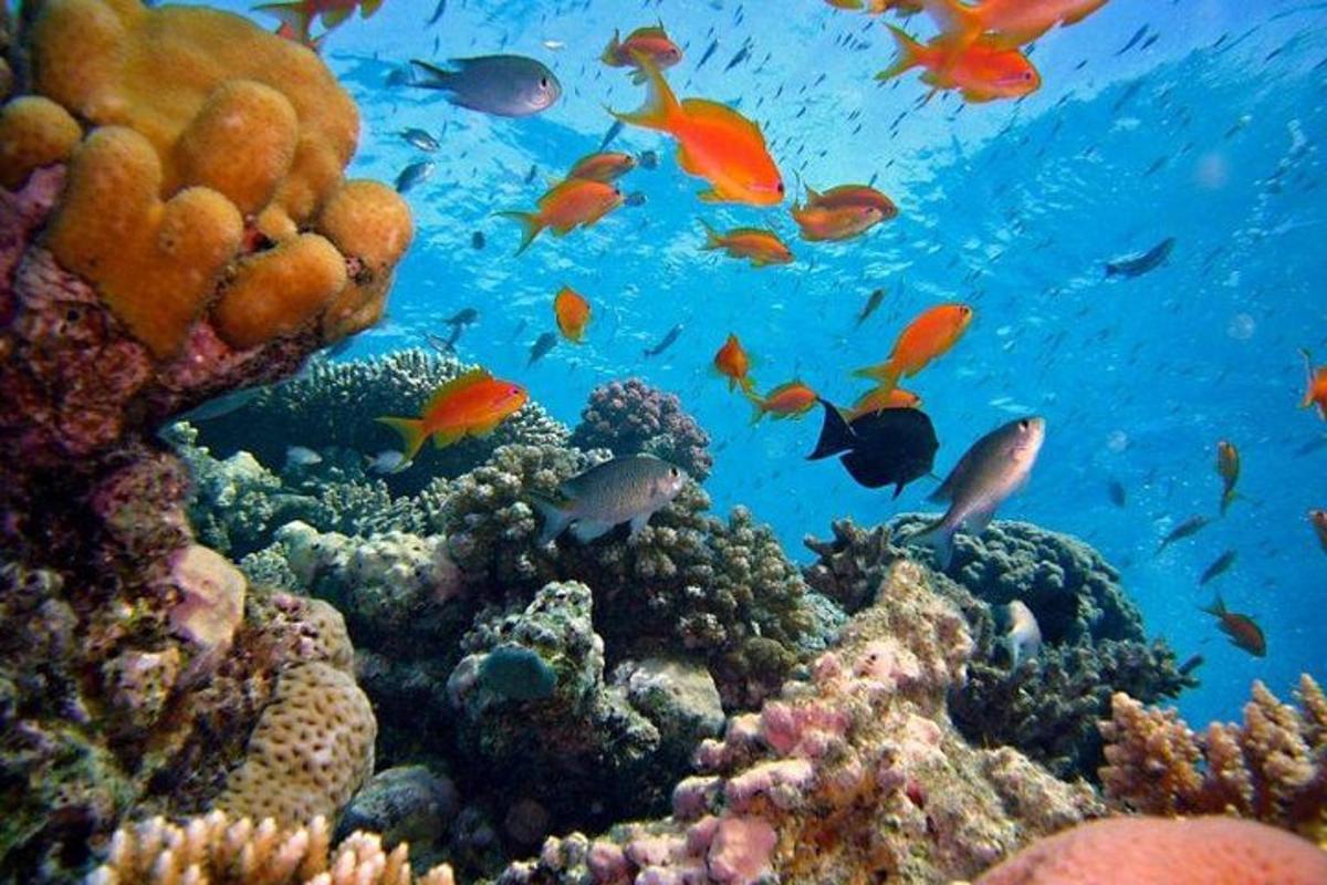 un gruppo di pesci su una barriera corallina