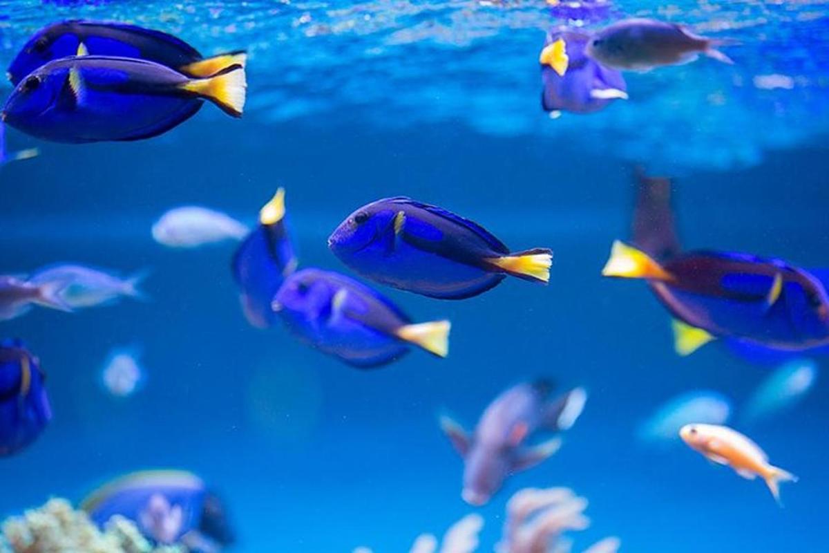 a group of fish swimming in an aquarium