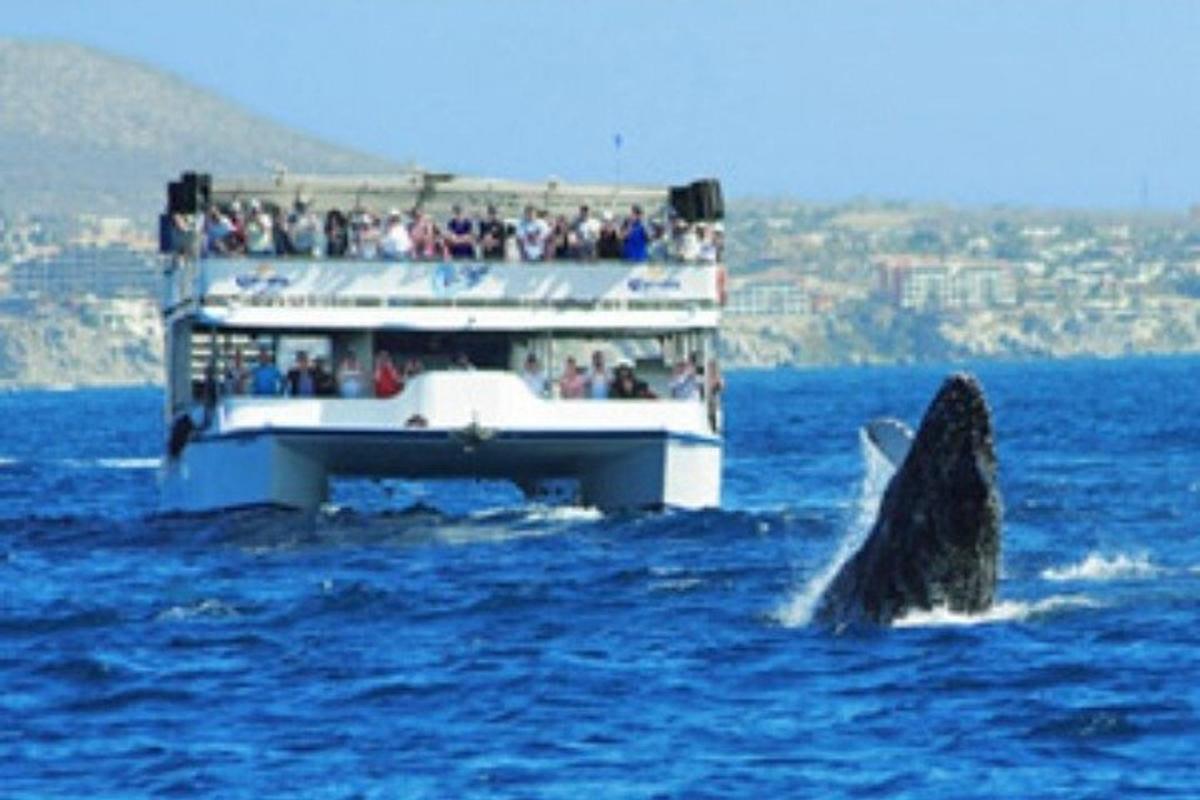 una balena nell'acqua accanto a una barca