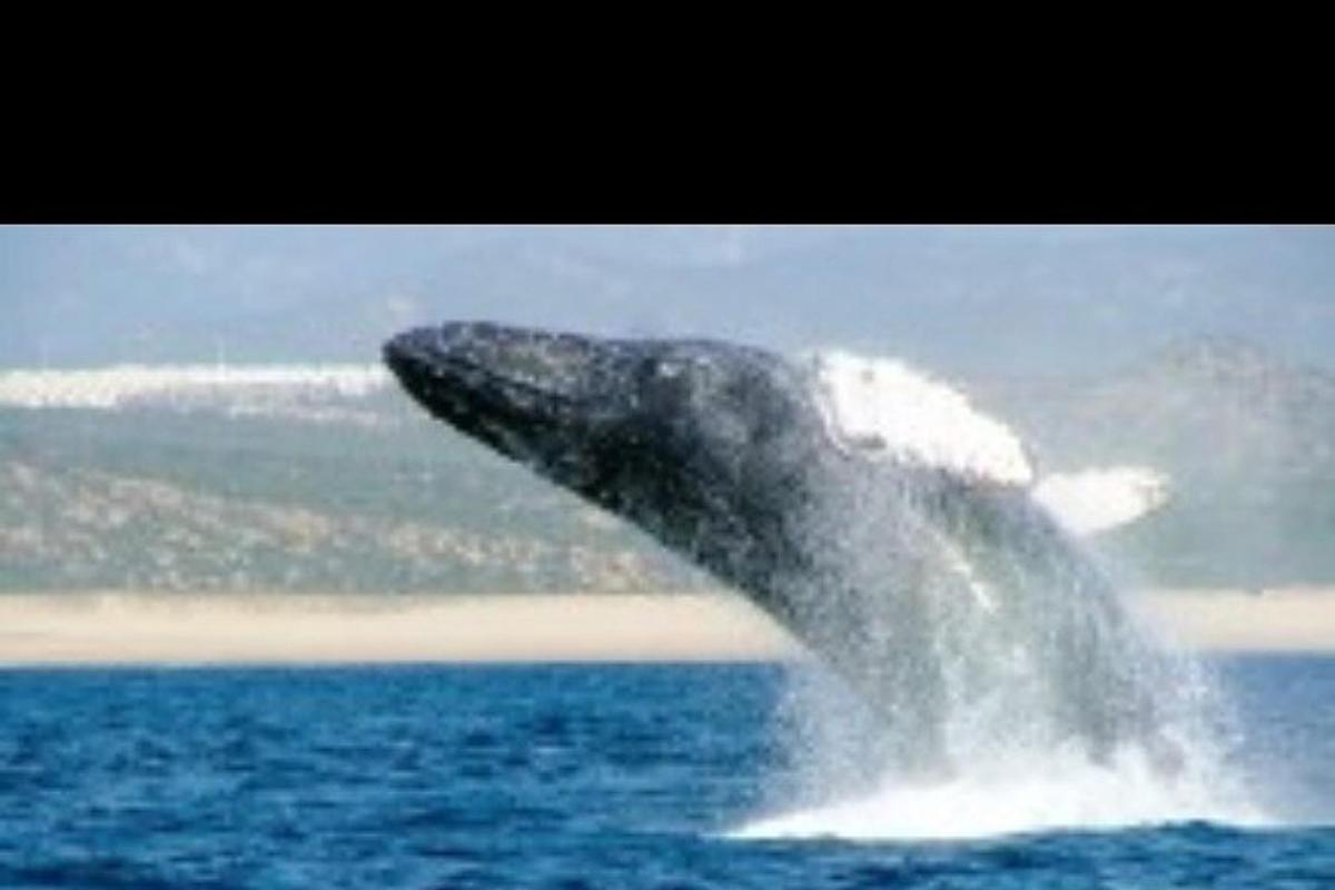 un delfino che sporge la testa fuori dall'acqua