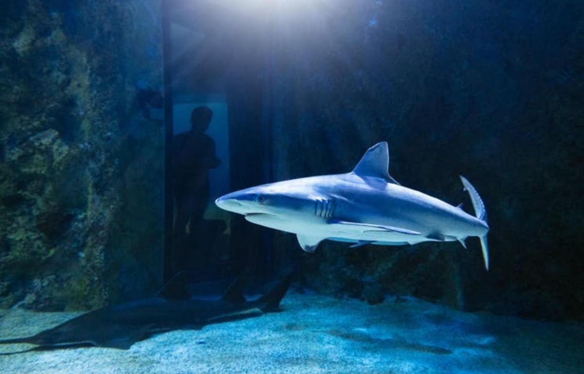 Fun fact: SEA LIFE Sydney is home to the largest number of sharks compared to any other aquarium in the world
