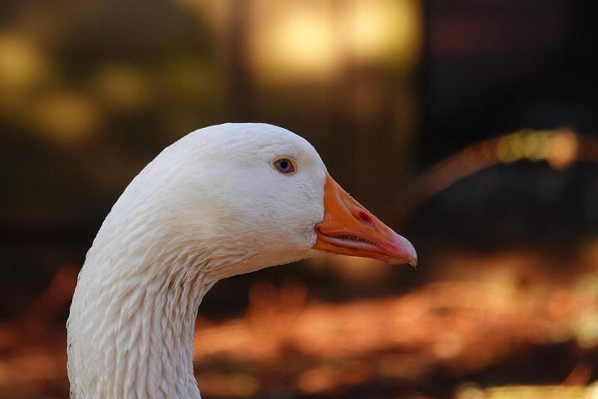 Fotografie atrakce č. 4