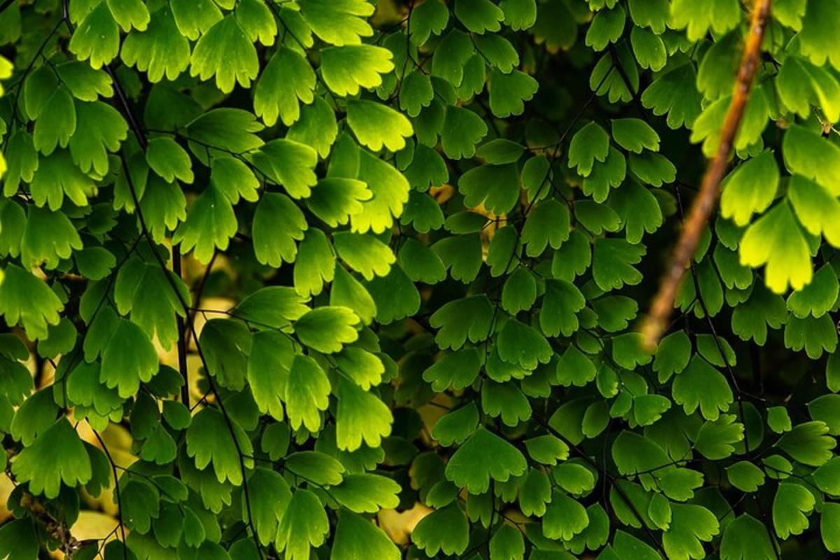 Fotografia 7 a atracției