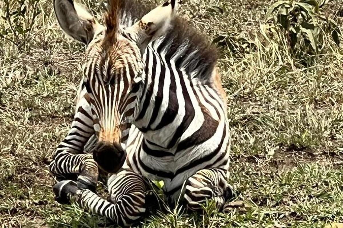 zebra leži na tleh v travi