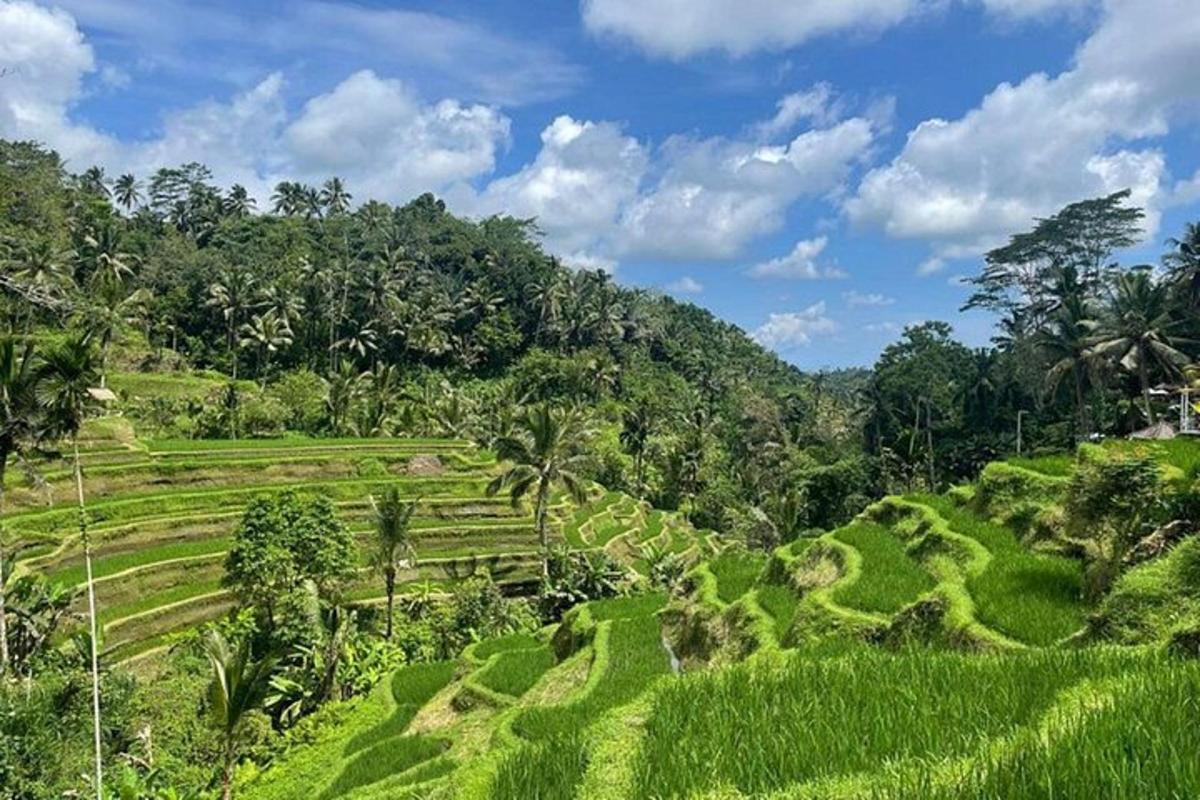 a lush green field of rice terraces on a mountain