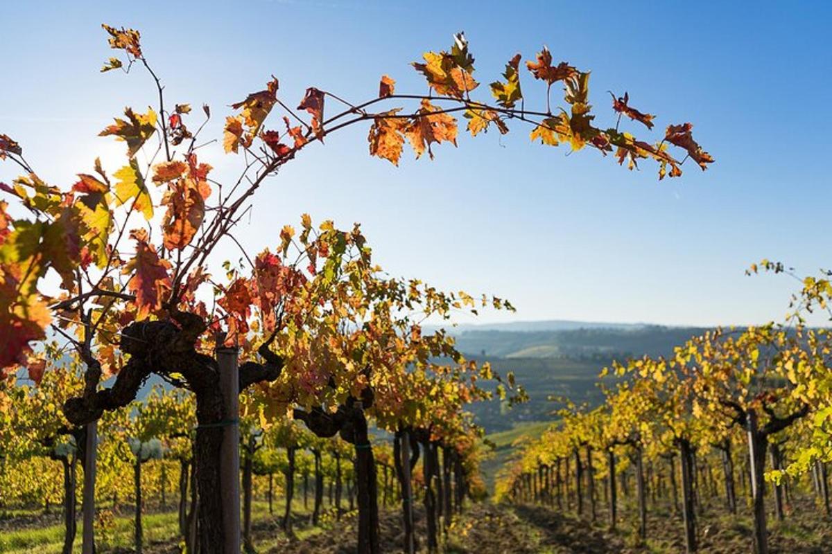 eine Reihe von Bäumen in einem Weinberg im Herbst