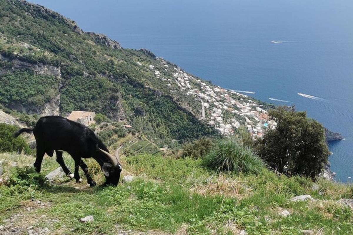 una mucca al pascolo sul fianco di una montagna