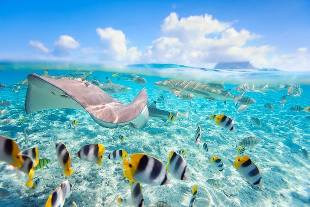 una pastinaca che nuota nell'oceano con i pesci