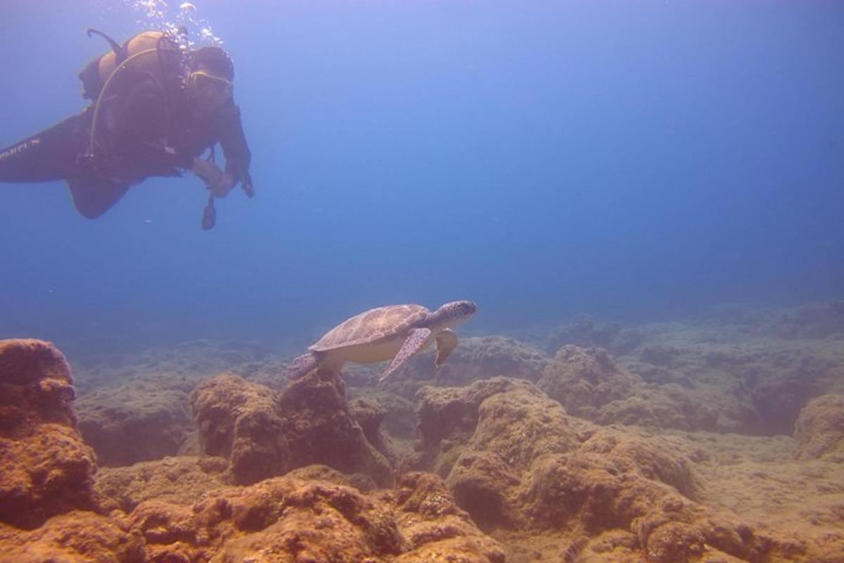 морська черепаха та дайвер у воді