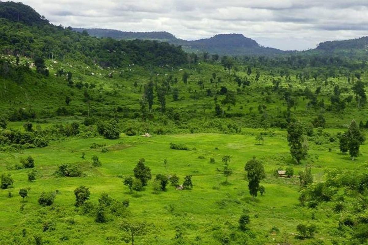 a green field with trees on a mountain
