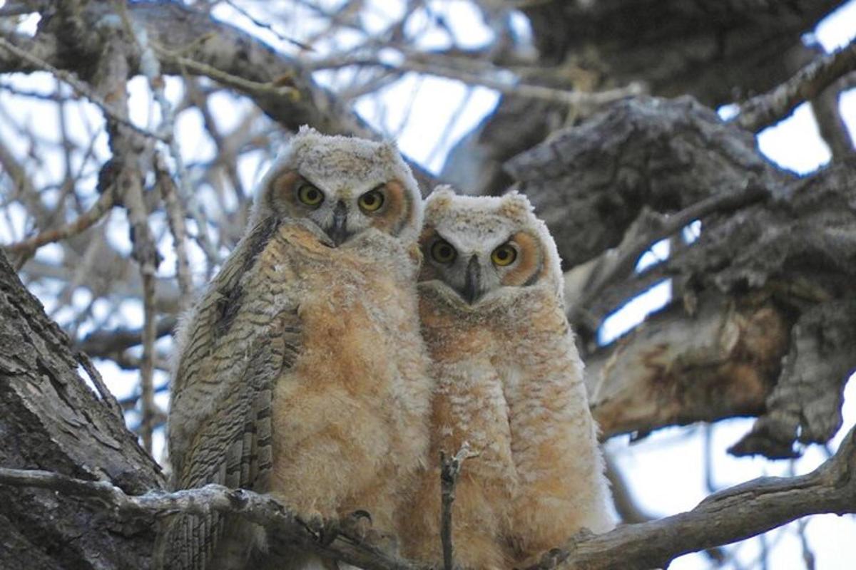 dua ekor burung hantu sedang duduk di atas pokok