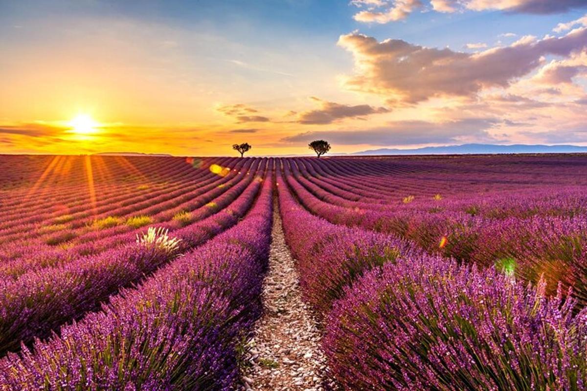ladang lavender dengan latar belakang matahari terbenam