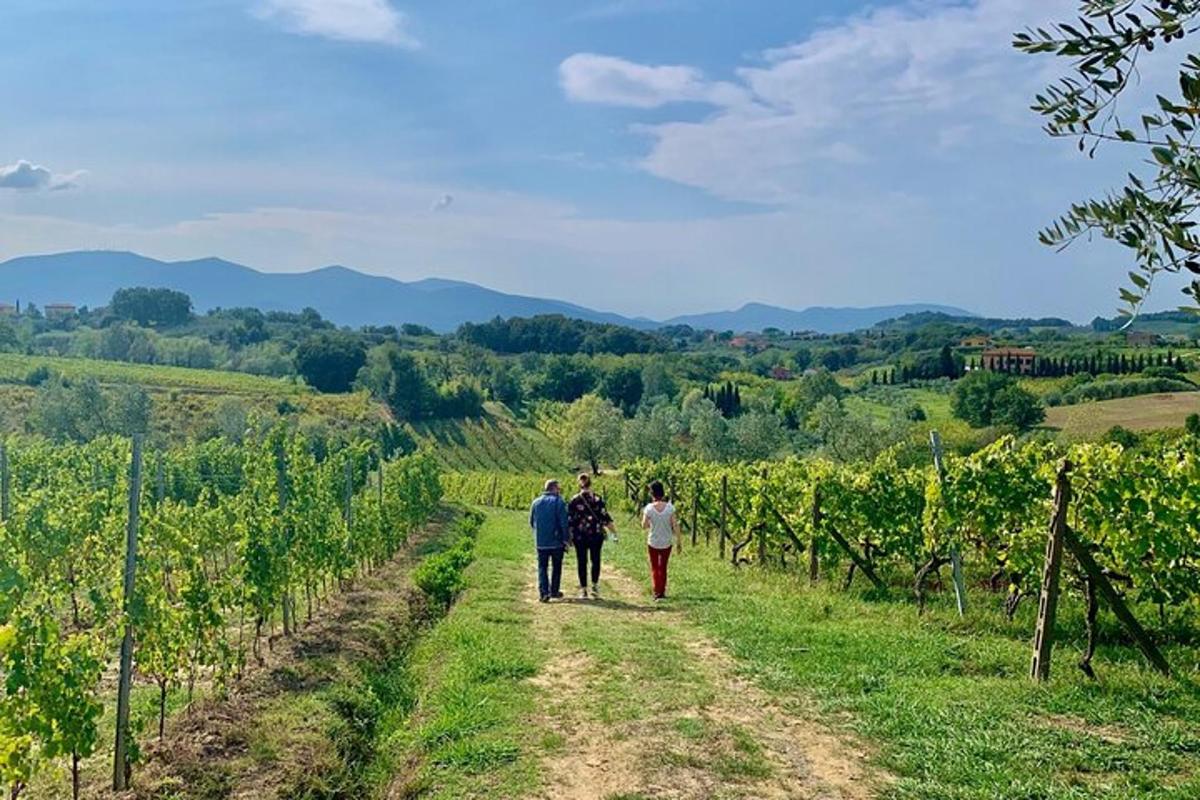 a group of people walking down a path through a vineyard