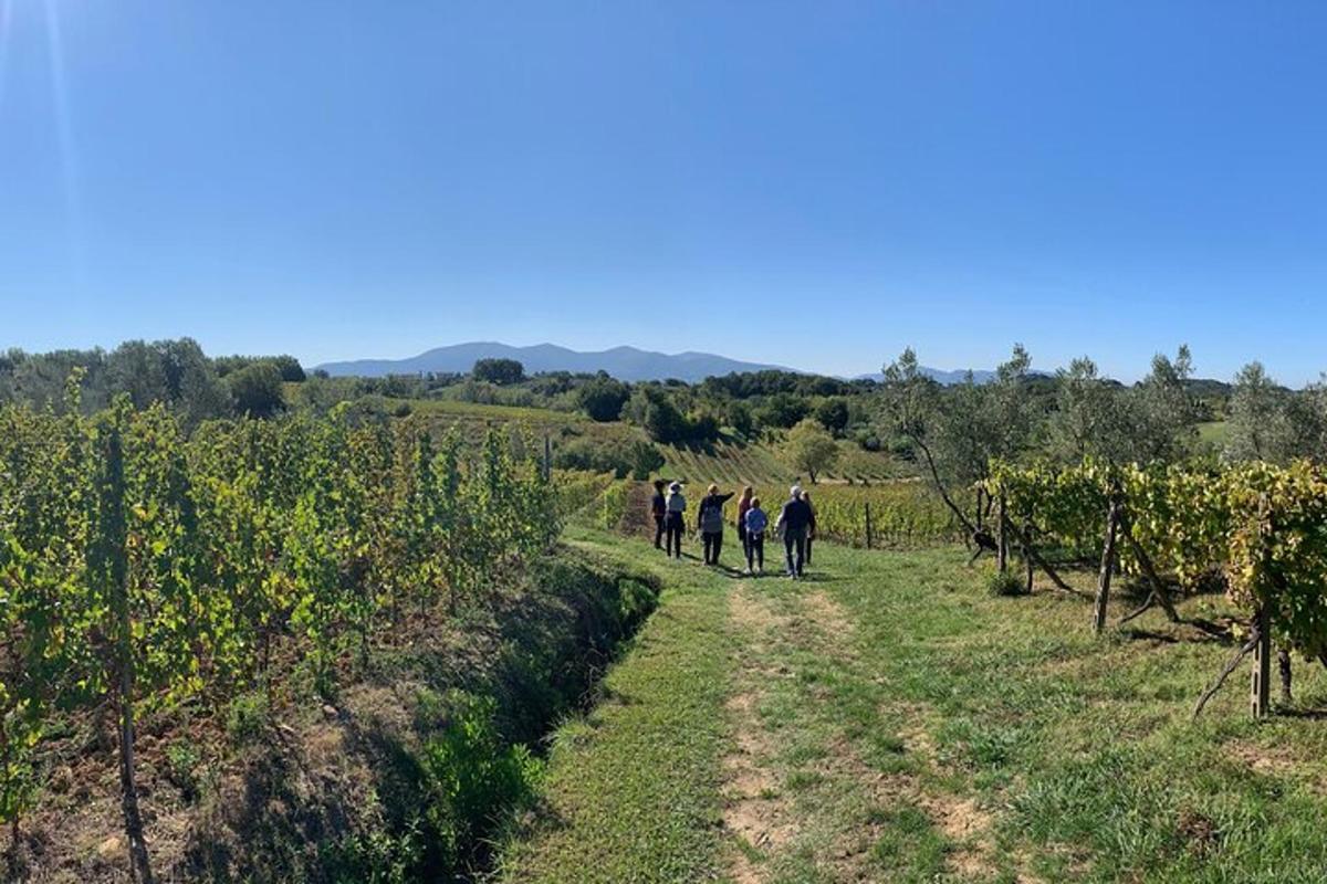 a group of people walking down a path through a vineyard