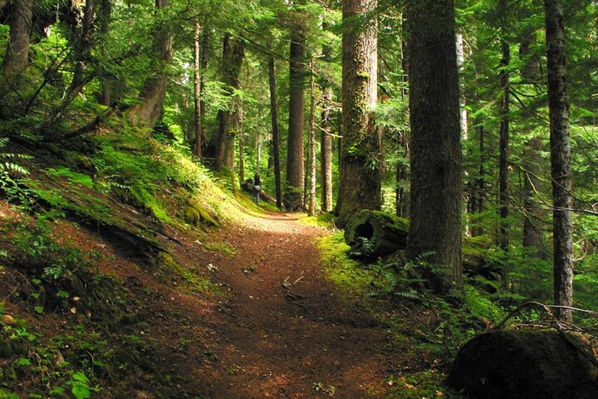 ein Feldweg in einem Wald mit Bäumen
