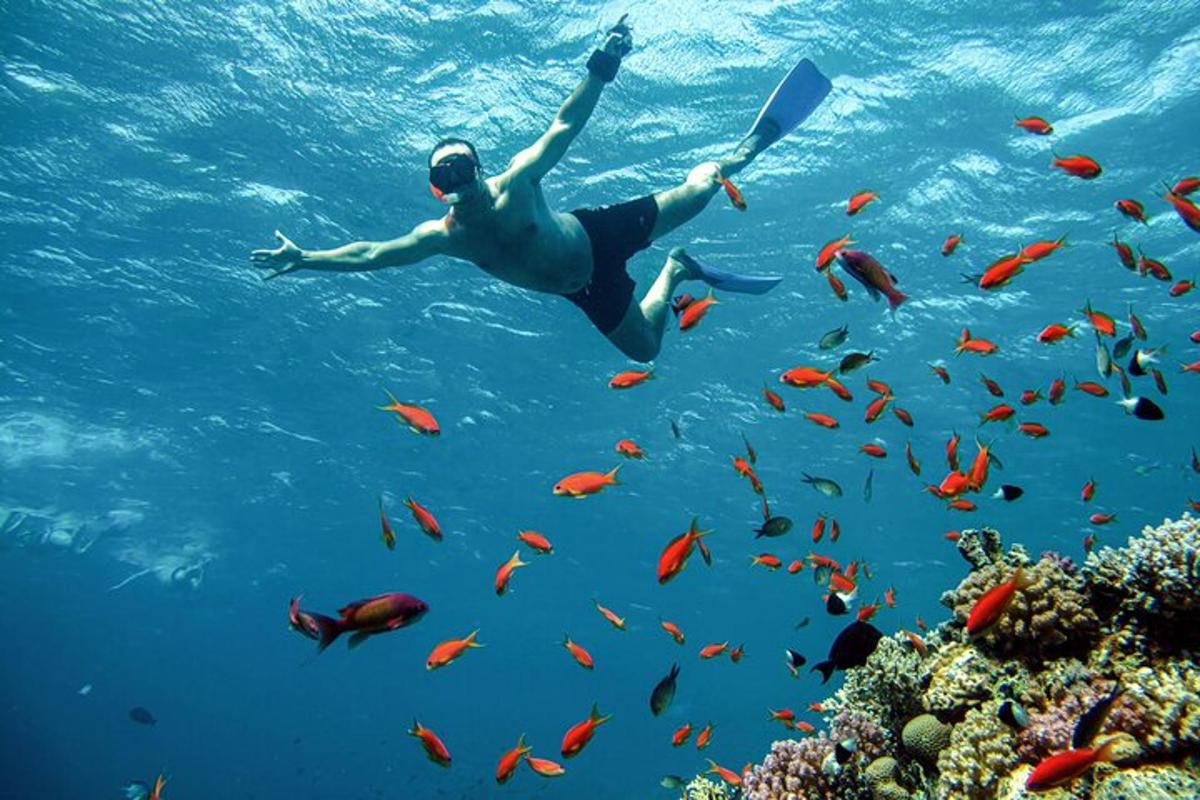Un hombre nadando sobre un arrecife de coral con peces.