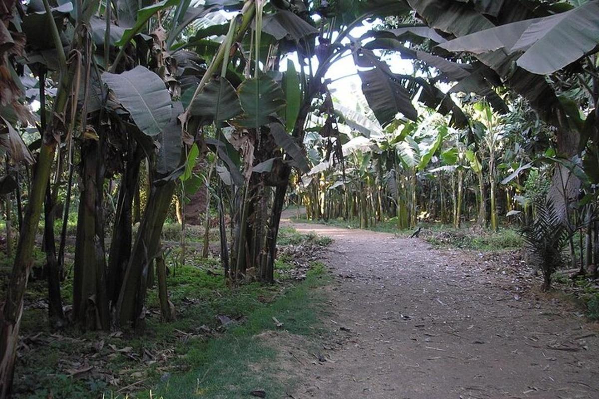 een onverhard pad door een bananenplantage met bomen